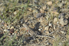 Phrynocephalus versicolor