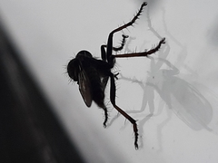 Neoitamus cyanurus