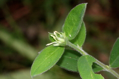 Pimelea altior