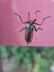 Neoitamus cyanurus