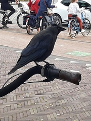 Corvus monedula