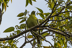 Treron australis