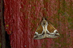 Hypena crassalis