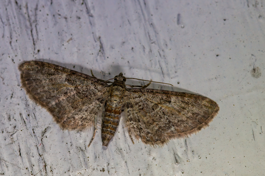 Eupithecia subfuscata