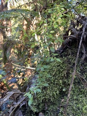 Fuchsia × bacillaris