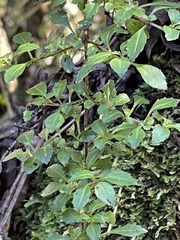 Fuchsia × bacillaris