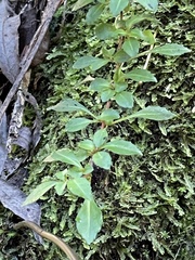 Fuchsia × bacillaris