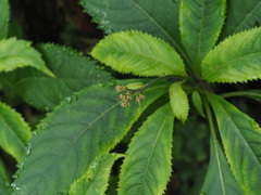 Chloranthus oldhamii