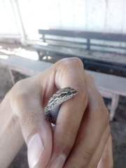 Phyllodactylus lepidopygus