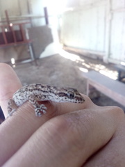 Phyllodactylus lepidopygus