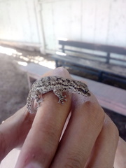Phyllodactylus lepidopygus