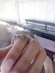 Phyllodactylus lepidopygus