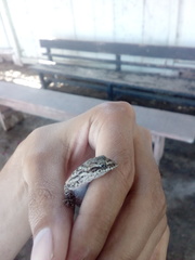 Phyllodactylus lepidopygus