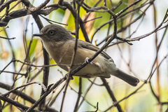 Newtonia brunneicauda