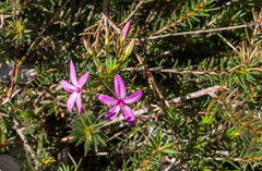 Calytrix decandra