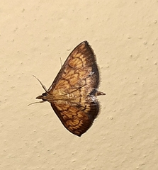 Ecpyrrhorrhoe rubiginalis