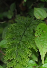 Hymenophyllum polyanthos