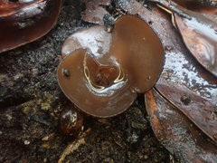 Plicaria endocarpoides