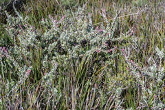 Adenanthos cuneatus
