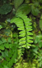 Osmolindsaea odorata