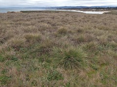 Deschampsia cespitosa holciformis