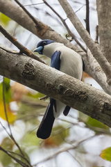 Cyanolanius madagascarinus