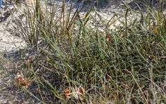 Banksia obtusa
