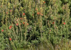 Lambertia inermis inermis