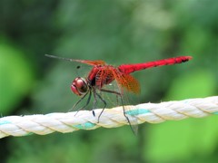 Sympetrum speciosum