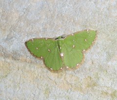 Argyrocosma inductaria