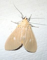 Asota producta