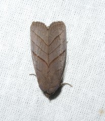 Asta quadrilinea