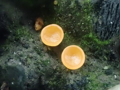 Pulvinula archeri