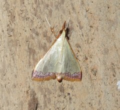 Autocharis amethystina