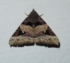 Avatha bubo