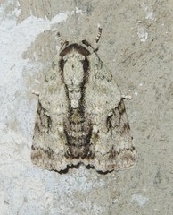Blenina