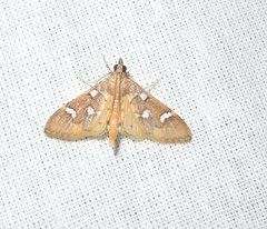 Cotachena
