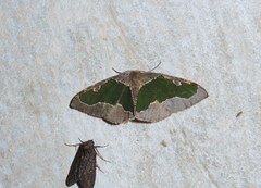 Celenna festivaria