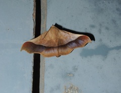 Chilkasa falcata