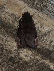 Chrysopera combinans