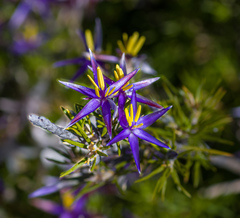 Calectasia gracilis