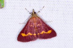 Pyrausta pseuderosnealis