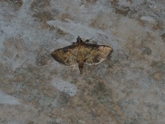 Spilomelini