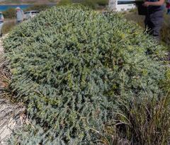 Banksia nutans
