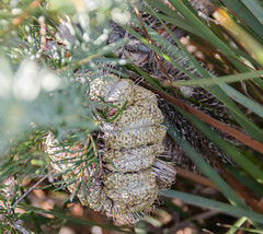 Banksia nutans