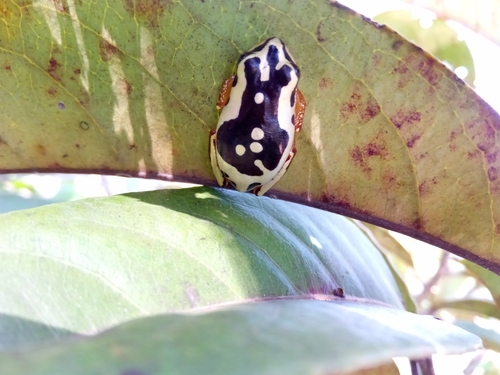 Nossi Faly Reed Frog