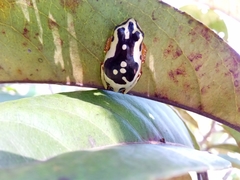 Heterixalus variabilis