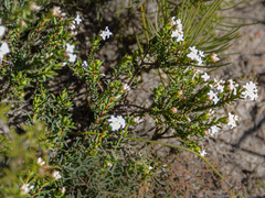 Pimelea brevifolia brevifolia