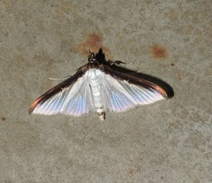 Cydalima laticostalis