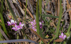 Boronia denticulata